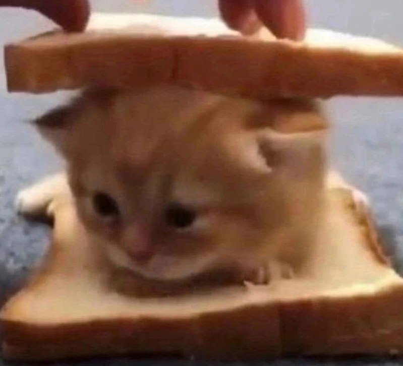 Create meme: sandwich cat, cat sandwich, cute kittens