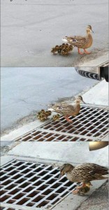 Create meme: ducklings, duck, duck ducklings fell