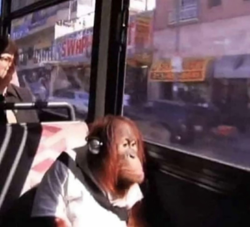 Create meme: monkey on the bus, monkey wearing headphones on the bus, monkey in a minibus
