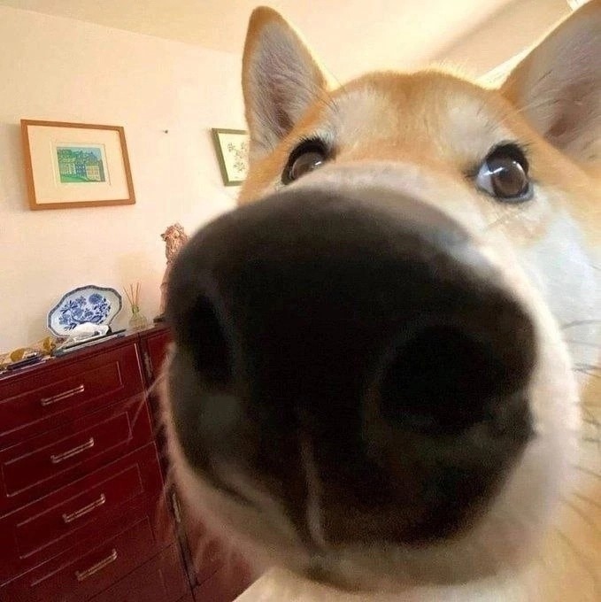 Создать мем: нос собаки мем, веселая собака, собака смешная