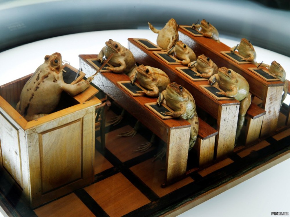 Create meme: Frog Museum Switzerland, Frog Museum, unusual museums of the world