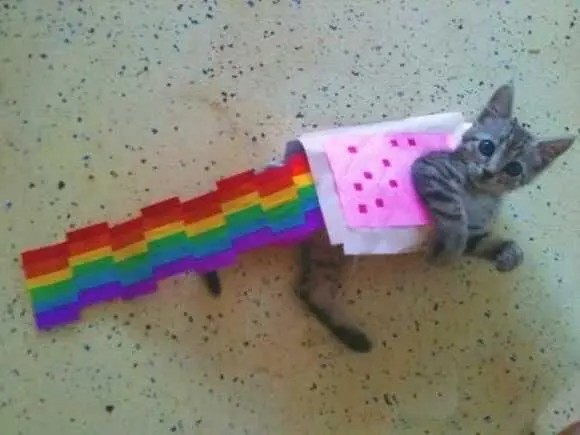 Создать мем: радужные коты, котик с радугой, nyan cat