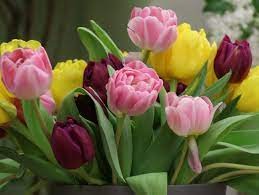 Create meme: live tulips, multi-colored tulips, flowers tulips