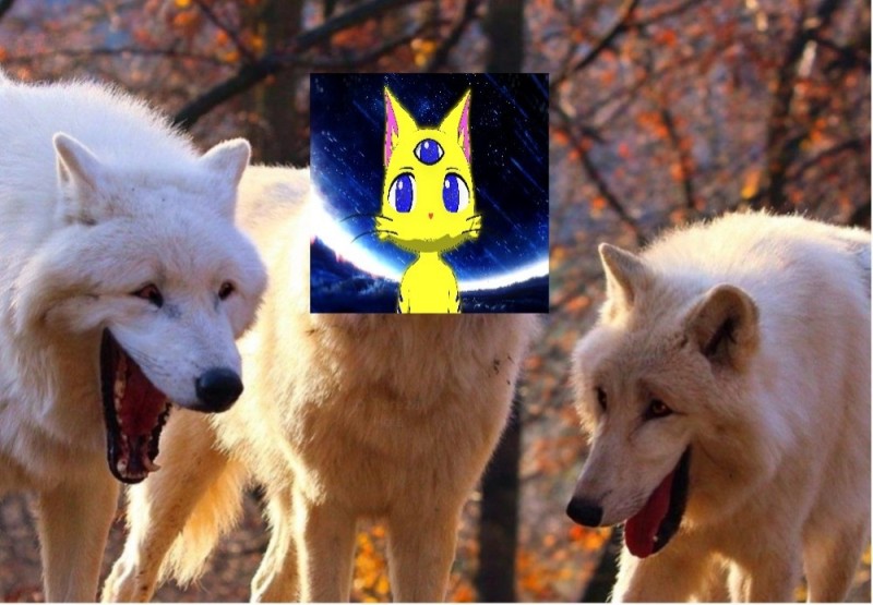 Создать мем: wolf, волк мем, два волка