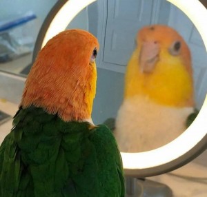 Create meme: parrot funny, parrot in the mirror