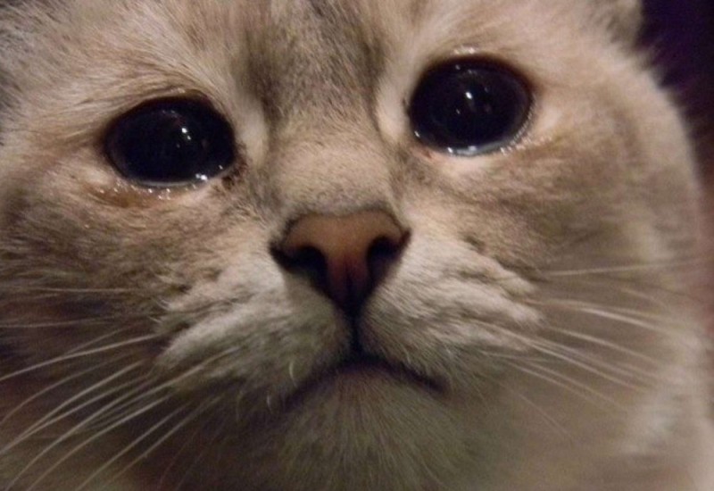 Create meme: cat with tears, crying cat, sad cat meme