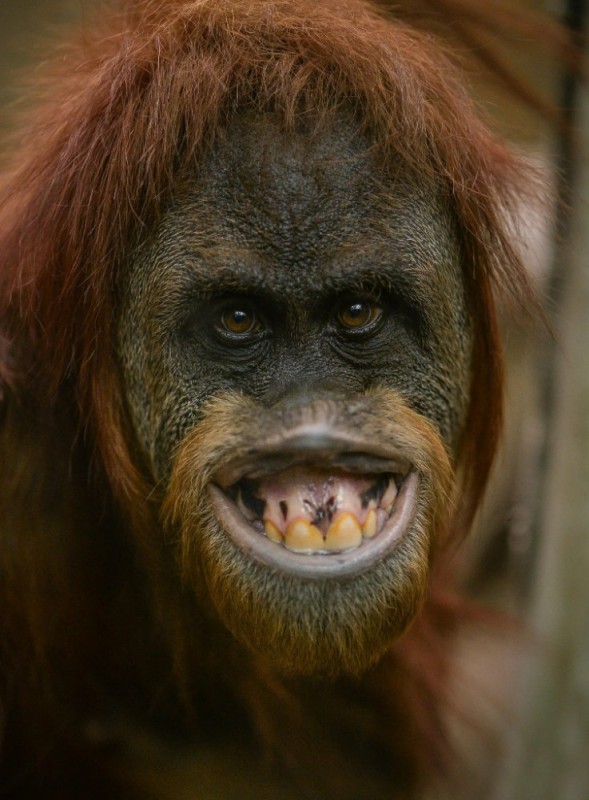 Create meme: smiling orangutan, the orangutan is evil, Sumatran orangutan