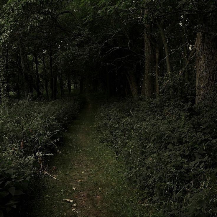 Create meme: nature is dark, a path in the forest, forest path