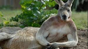 Create meme: kangaroo male, funny kangaroo, muscular kangaroo