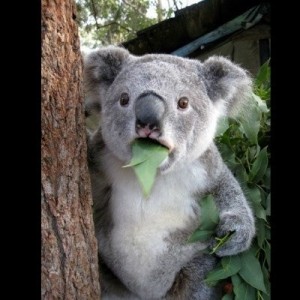 Create meme: can, I can't believe, Koala