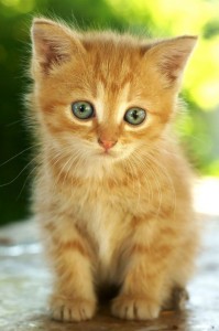 Create meme: cute kittens, cute cats, cat red