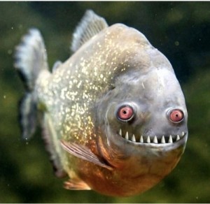 Create meme: Piatnicka, the piranha fish photo, piranhas