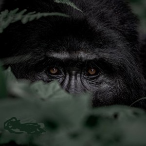 Создать мем: злая горилла, грустная горилла, черная горилла