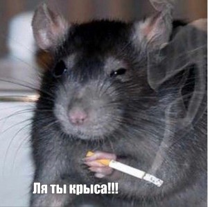 Create meme: mouse with a cigarette, rat with cigarette meme, a rat with a cigarette