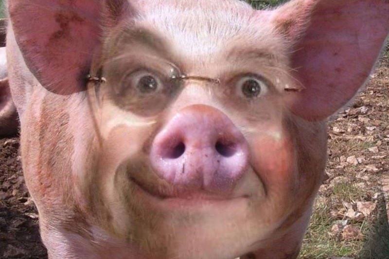 Создать мем: хряк, свинья хряк, тупая свинья
