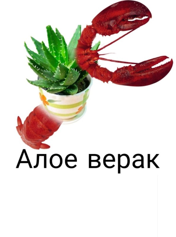 Создать мем: американский омар (лобстер), lobster, омар краб