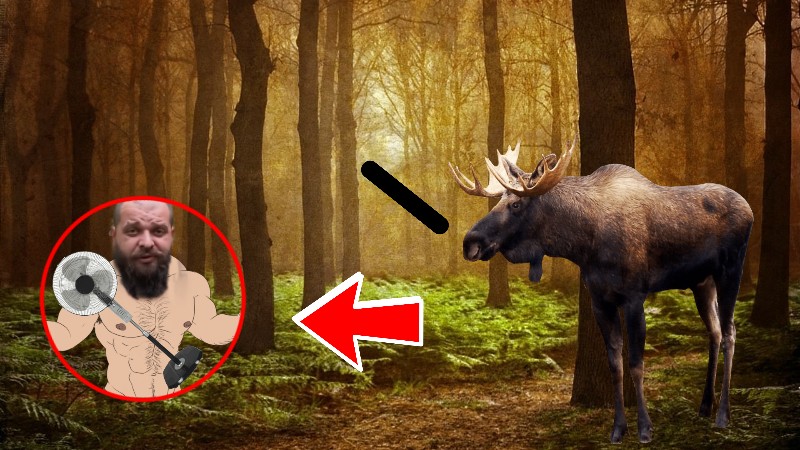 Create meme: moose , the moose is a giant elk, wild elk