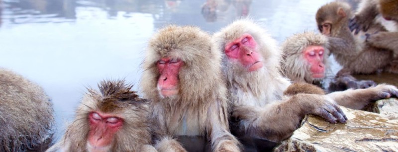 Create meme: Japanese macaque, japanese macaque, Jigokudani Monkey Park building