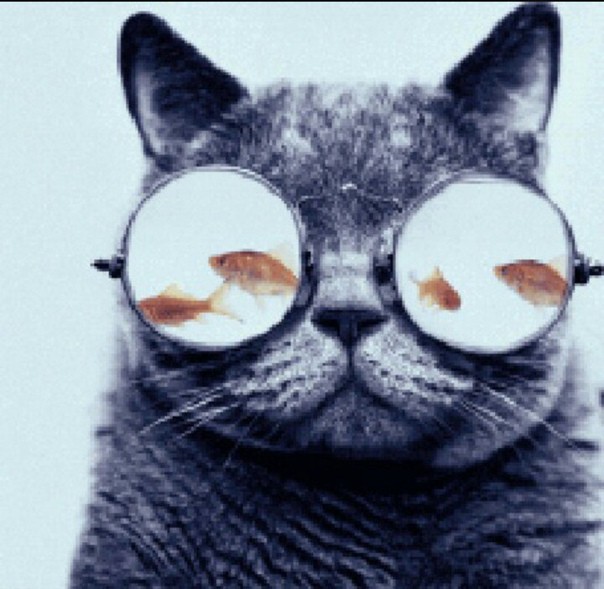 Create meme: cat in glasses space, cats in glasses, cool cat 