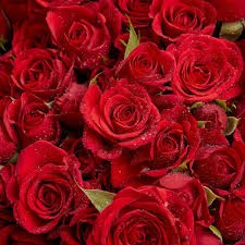Создать мем: красные кустовые розы, роза кения красная, бордовые розы