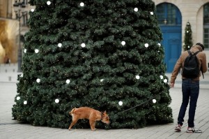 Создать мем: елка фрейзер украшенная, елка на площади, собака у наряженной елки