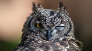 Create meme: owl face, winking owl pictures, owl Wallpaper