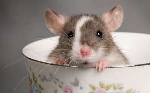 Create meme: pet rat, rat, rat mouse
