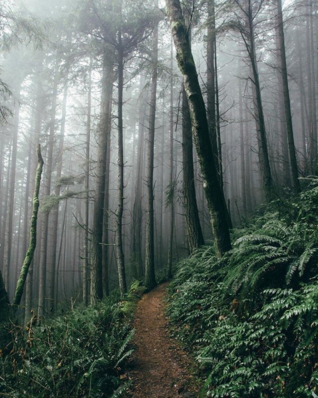 Create meme: forest landscape, forest background, nature fog