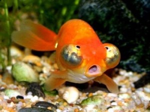 Create meme: fish Stargazer, goldfish water eyes photo, goldfish Stargazer