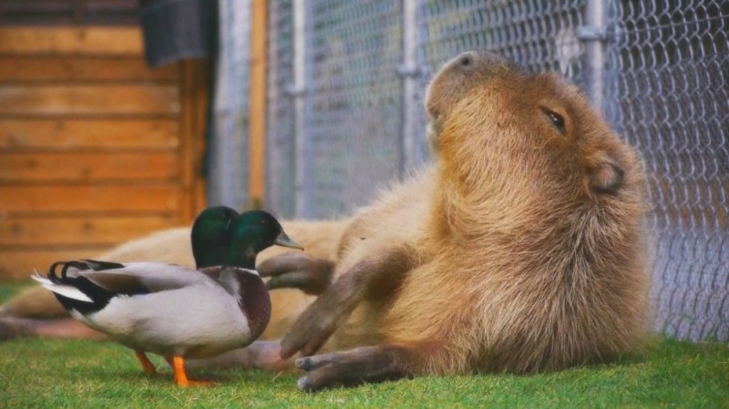 Create meme: a pet capybara, the capybara is large, capybara with a bird