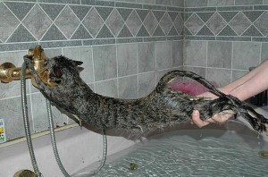 Create meme: Animal, the cat washed, how to wash a cat who is afraid of water