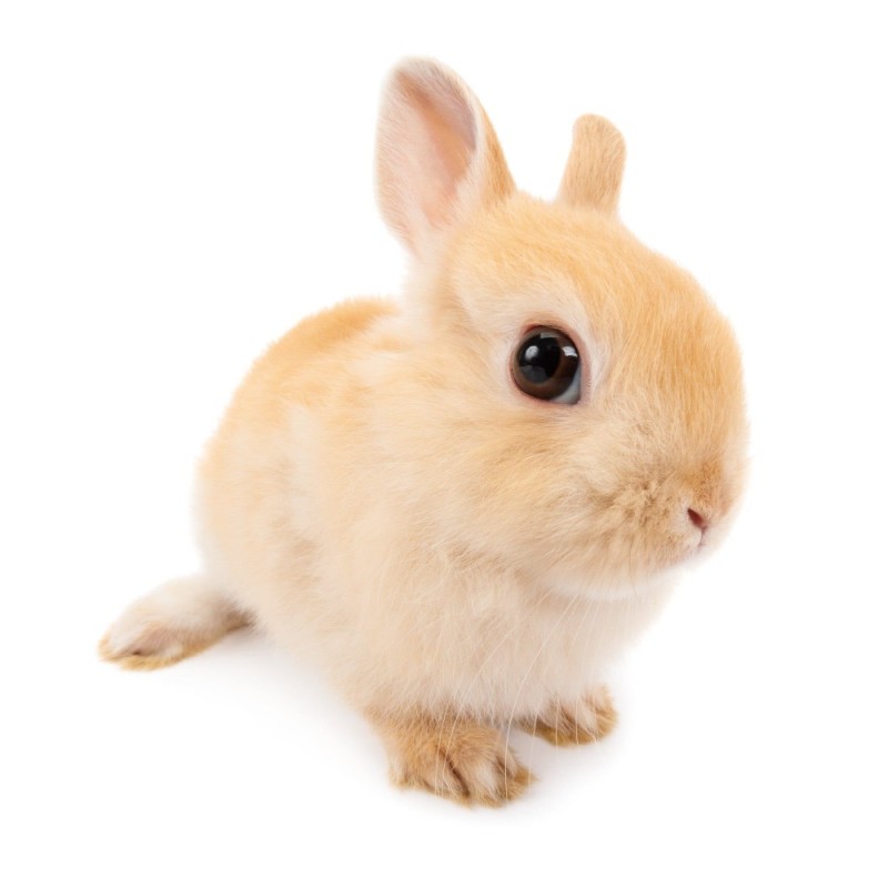 Create meme: rabbit on a light background, rabbit , rabbit on a white background