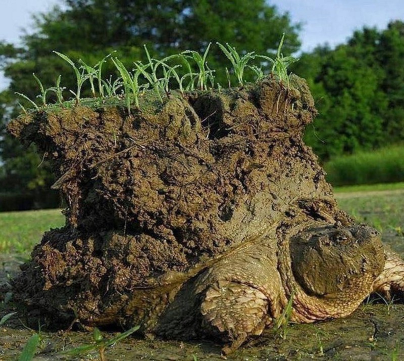 Create meme: peat in nature, plant , water in the soil