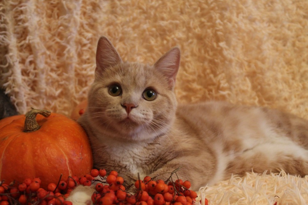 Создать мем: персиковая кошка, британский кот персикового цвета, британский кот персиковый