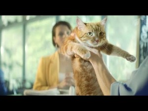 Создать мем: кошки и собаки, выставка кошек глазов 11 ноября 2017, компанейская кошка