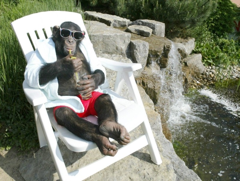 Создать мем: обезьяна чита, обезьяна обезьяна, обезьяна шимпанзе