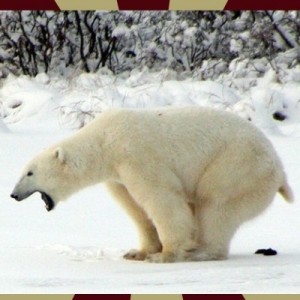 Создать мем: белый медведь красная книга, белый медведь приспособлен, полярный медведь