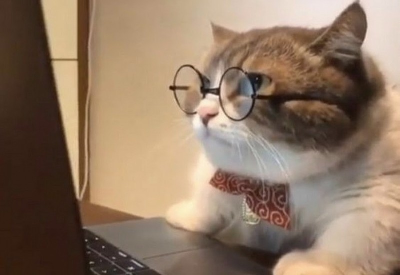 Создать мем: хп кот, кот за компьютером