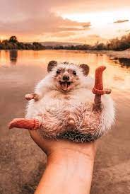 Создать мем: самые милые животные, mr.pokee очаровательный ёж-путешественник, смешной ежик
