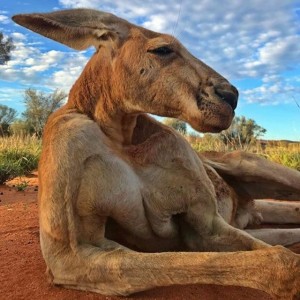 Create meme: kangaroo Roger, kangaroo, kangaroo animals