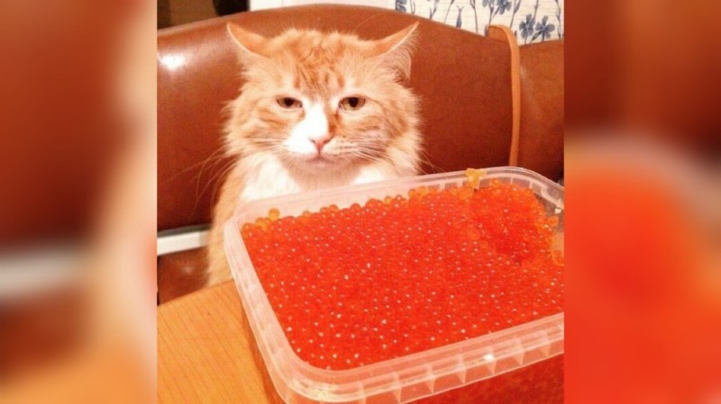 Create meme: cat with caviar, red caviar, cat and red caviar