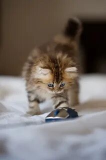 Create meme: the cutest kittens, the cutest kittens in the world, fluffy kitten