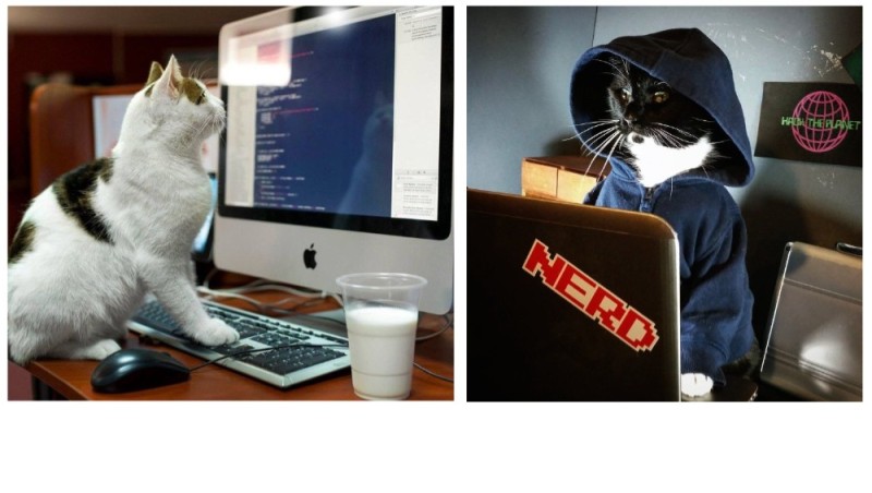 Создать мем: котик с компьютером, хакер кот, коты хакеры