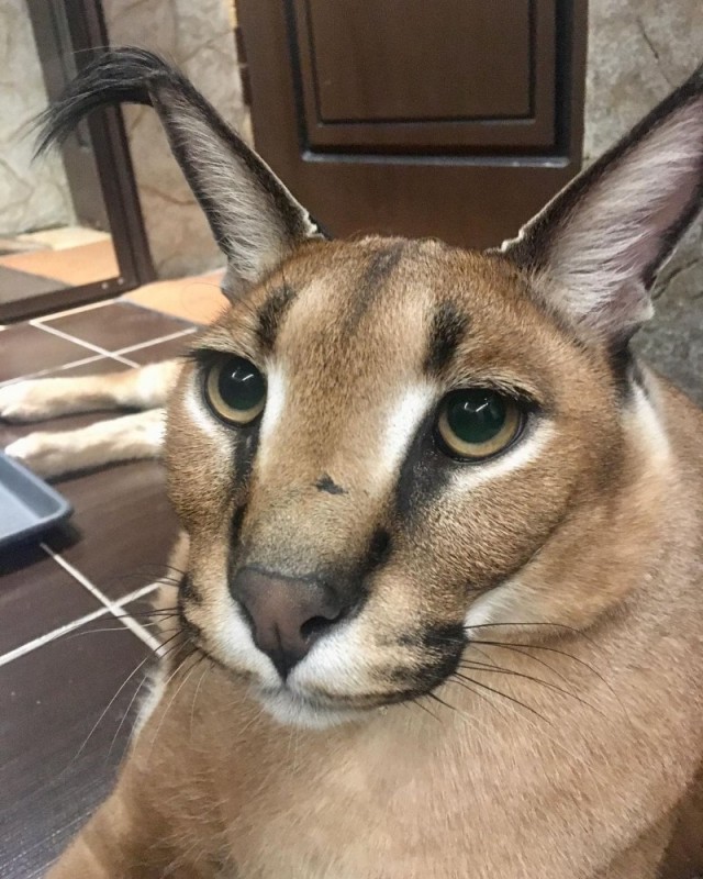 Create meme: the cat caracal, Caracal, caracal floppa