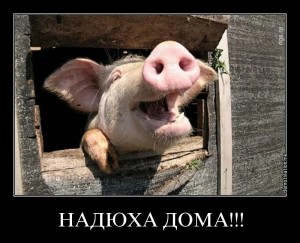 Create meme: pig meme, oink oink, pig