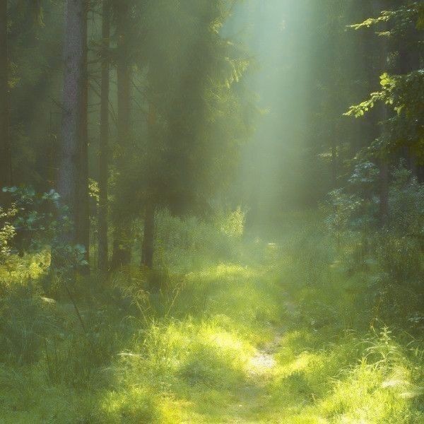 Create meme: forest , the rays of the sun , nature forest 