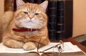 Создать мем: cat, британские учёные, обои на рабочий стол рыжие коты