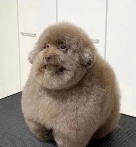 Create meme: fat poodle, breed of poodle, toy poodle 