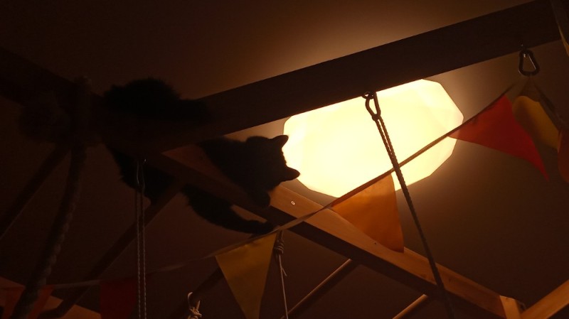 Создать мем: кот с лампой, темнота, палатка для кота