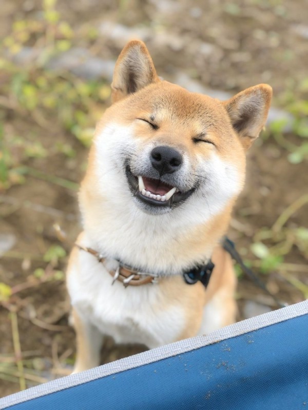 Create meme: siba breed, akita inu the dog smiles, the breed is Shiba inu